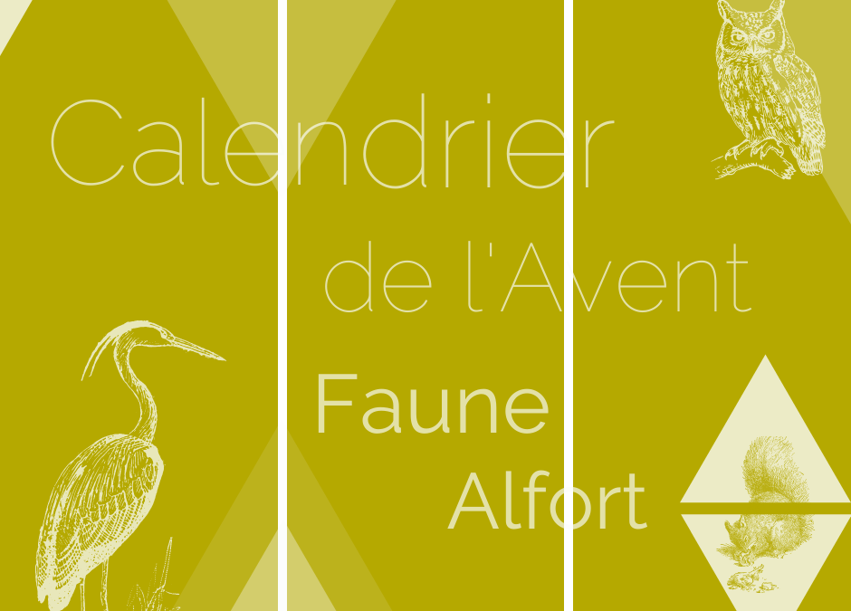 Le calendrier de l’Avent Faune Alfort