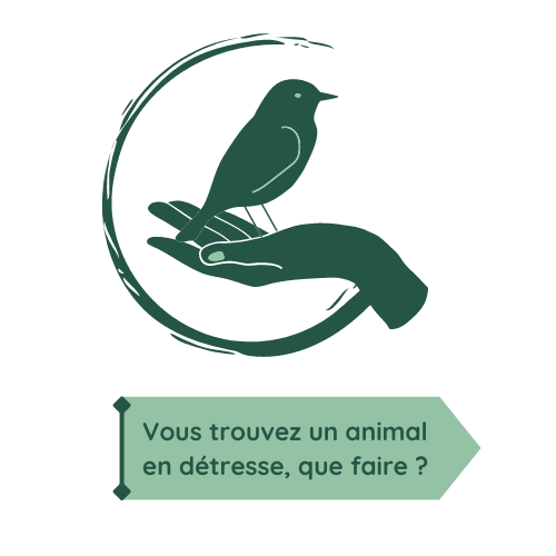 Animal en détresse, que faire? Faune Alfort