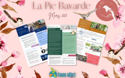 La Pie Bavarde – Mars 2023