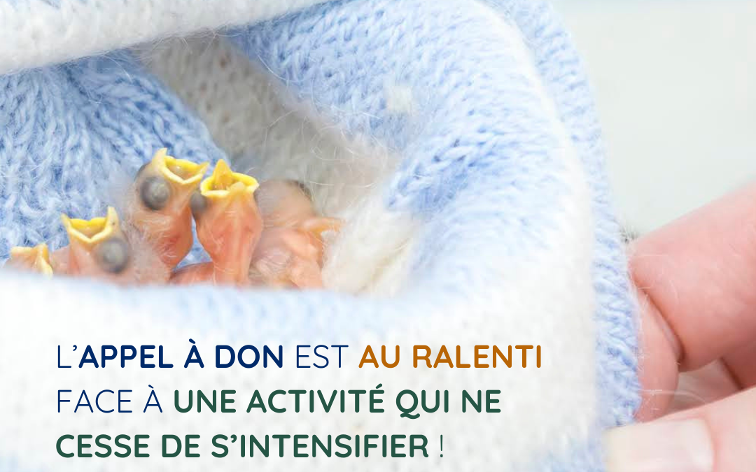 BABY FAUNE : Ne restons pas sourd à l’appel de la faune sauvage !