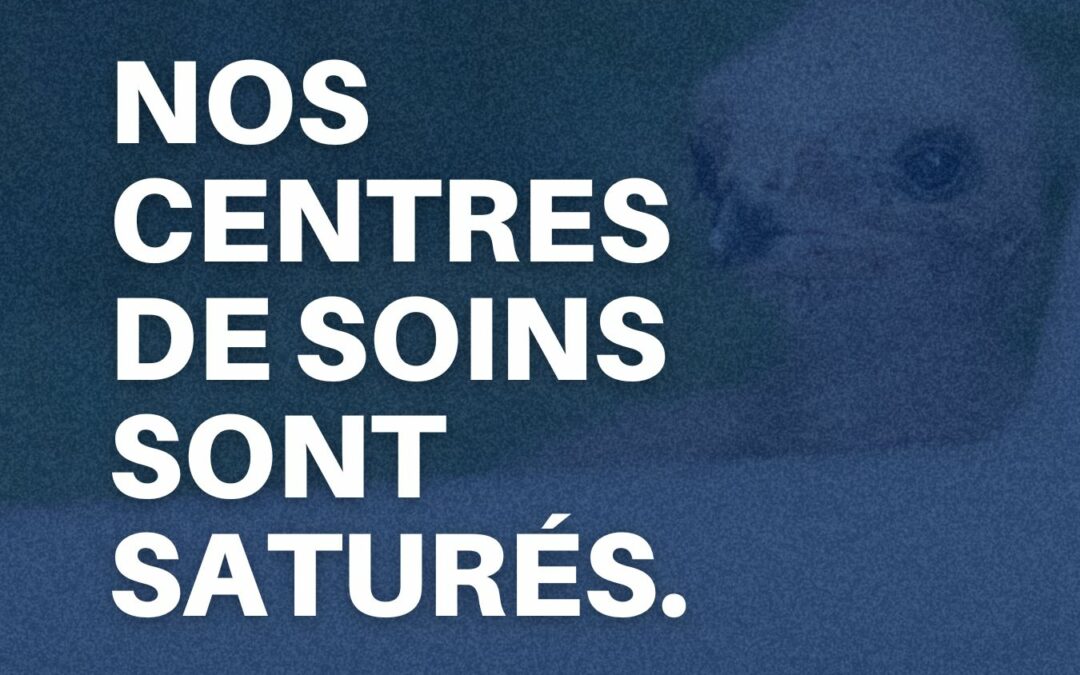 Communiqué de presse : Faune Alfort face à une situation critique