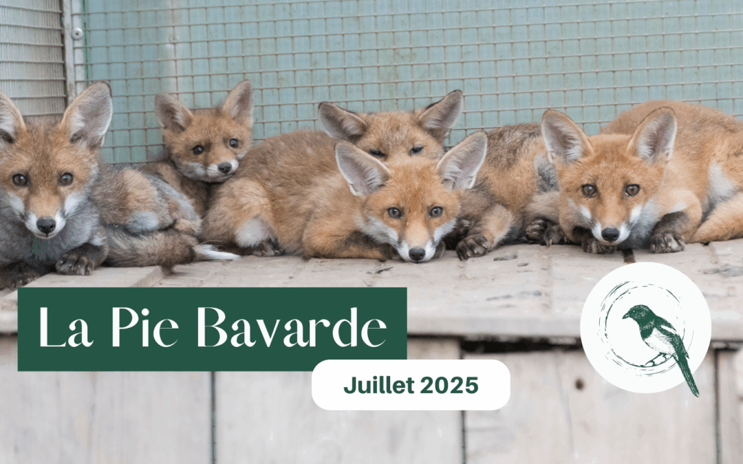 La Pie Bavarde | Juin – Juillet 2025
