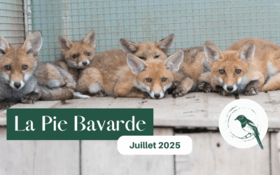 La Pie Bavarde | Juin – Juillet 2025