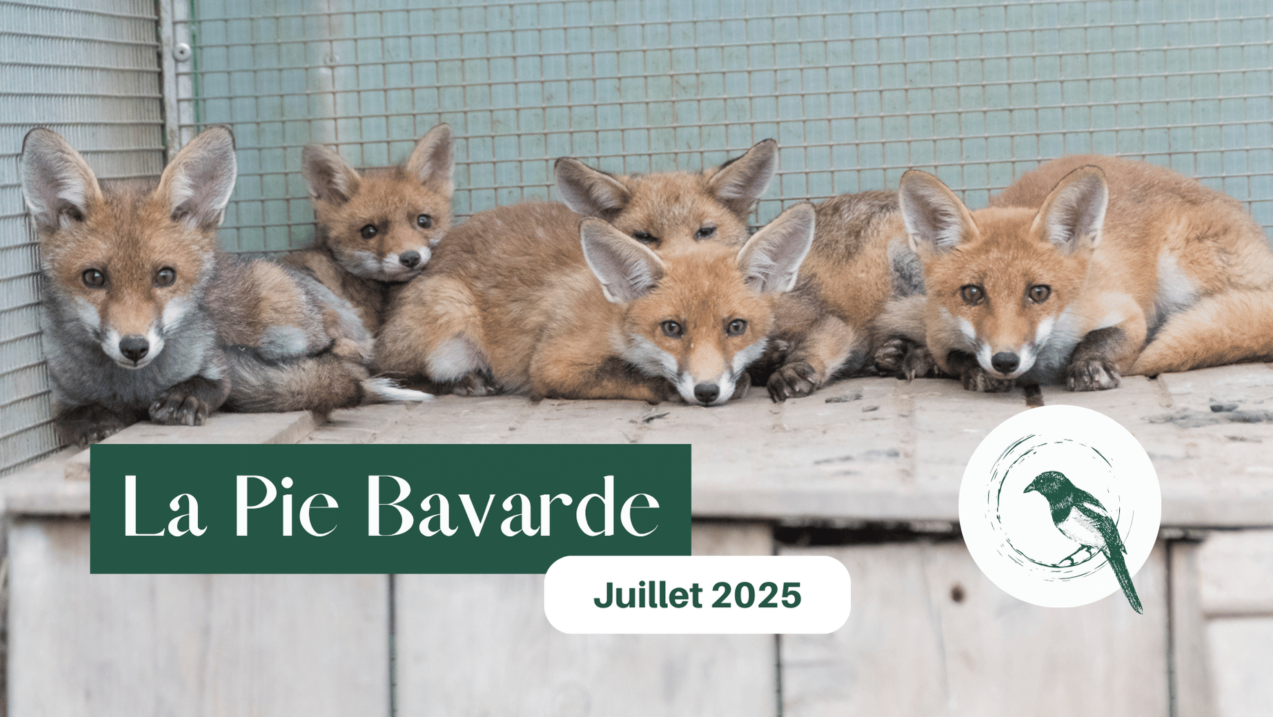 Pie Bavarde - Juillet 2025