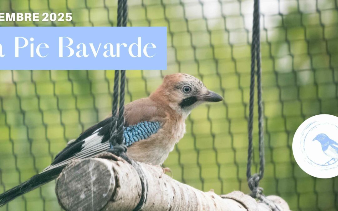 La Pie Bavarde | Septembre 2025