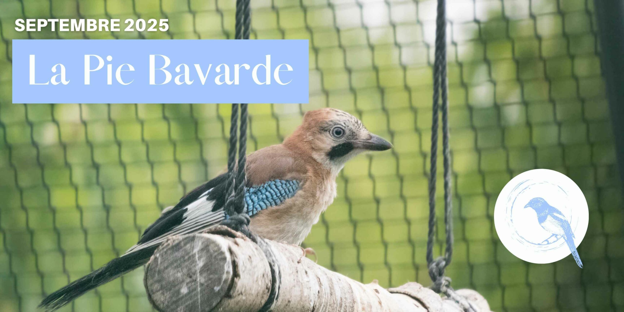 Pie Bavarde