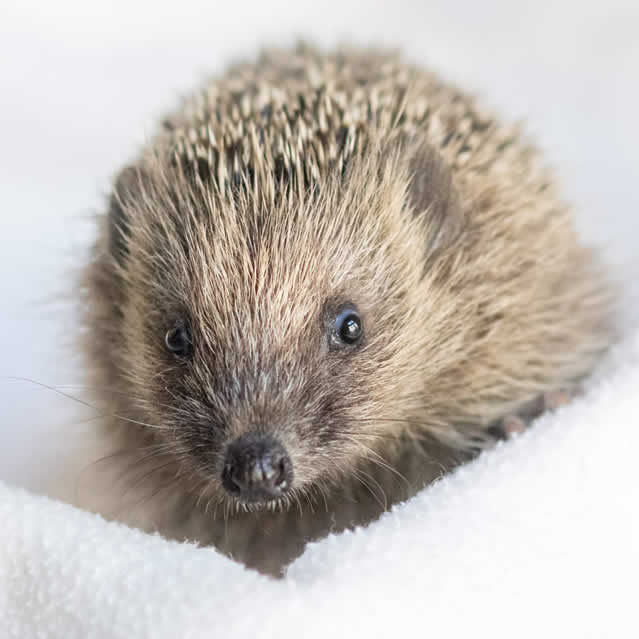 Adhérer à l'association Faune Alfort