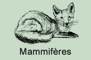 Mammiferes Mammifères en détresse