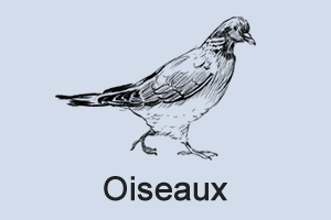 Oiseaux Oiseaux en détresse