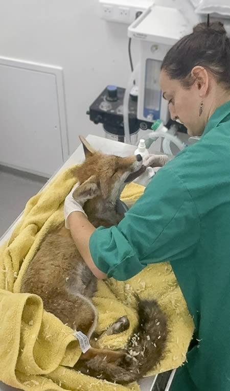Soins renard Faune Alfort
