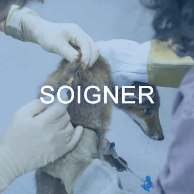 Soigner400x400 Mission Faune Alfort - Doigner