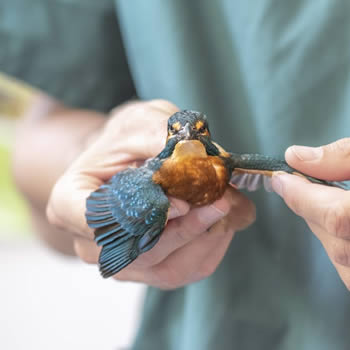 Oiseau en détresse - A ne pas faire