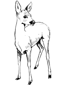 Chevreuil