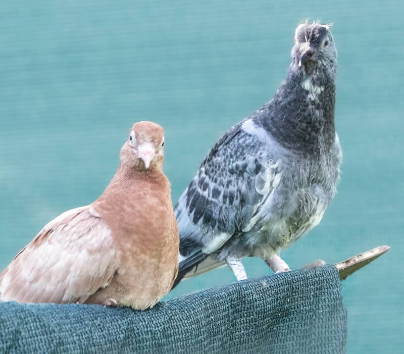 Contribuer à la recherche centre de soins Faune-Alfort