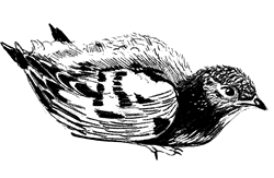 Oiseau au sol