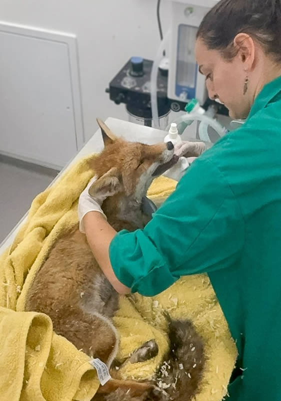 Soins sur un Renard