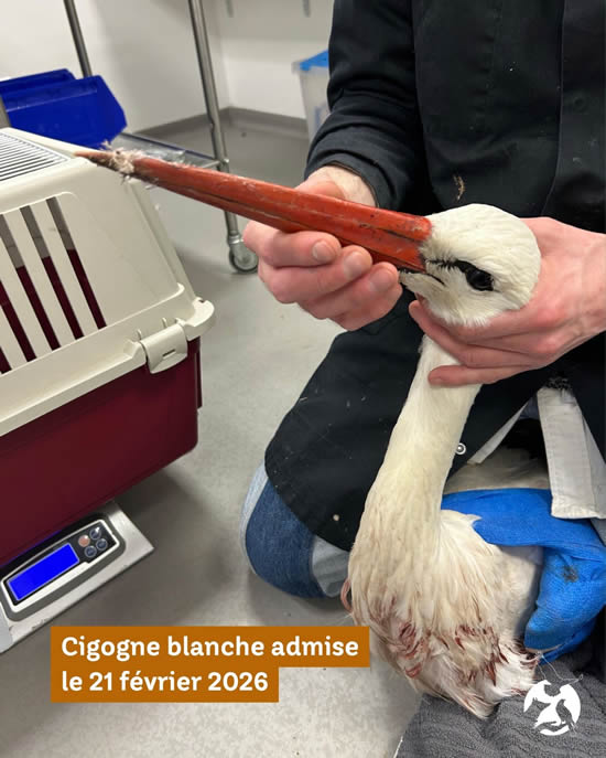 Cas clinique : une cigogne blanche victime de tir