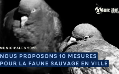 Faune sauvage en ville : un enjeu de politique locale
