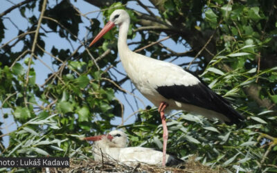 Cas clinique : une cigogne blanche victime de tir