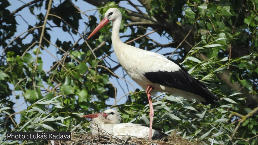 Cas clinique : une cigogne blanche victime de tir