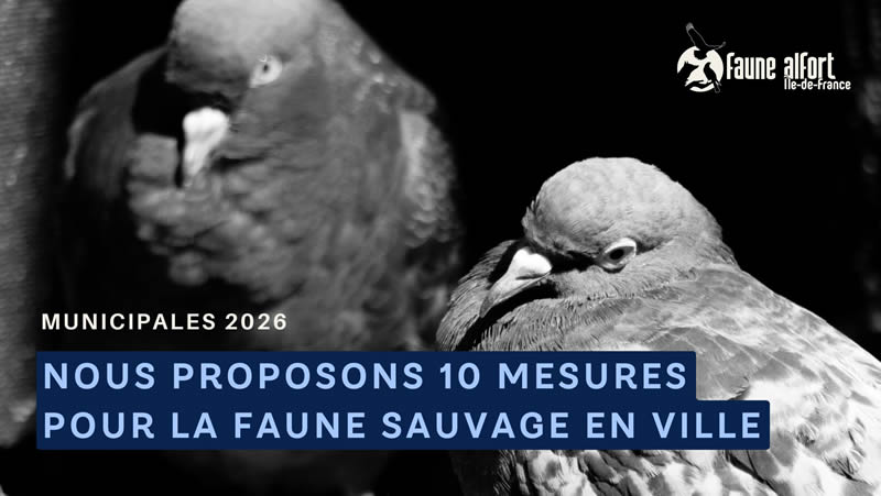 Faune sauvage en ville : un enjeu de politique locale