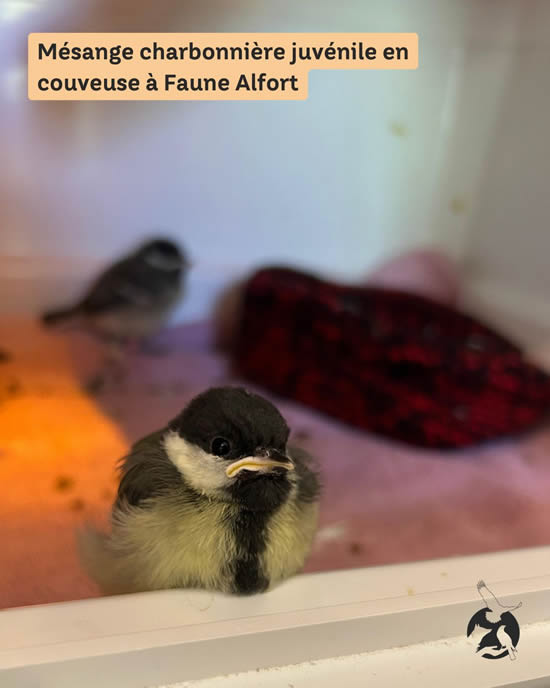 Prise en charge faune juvénile
