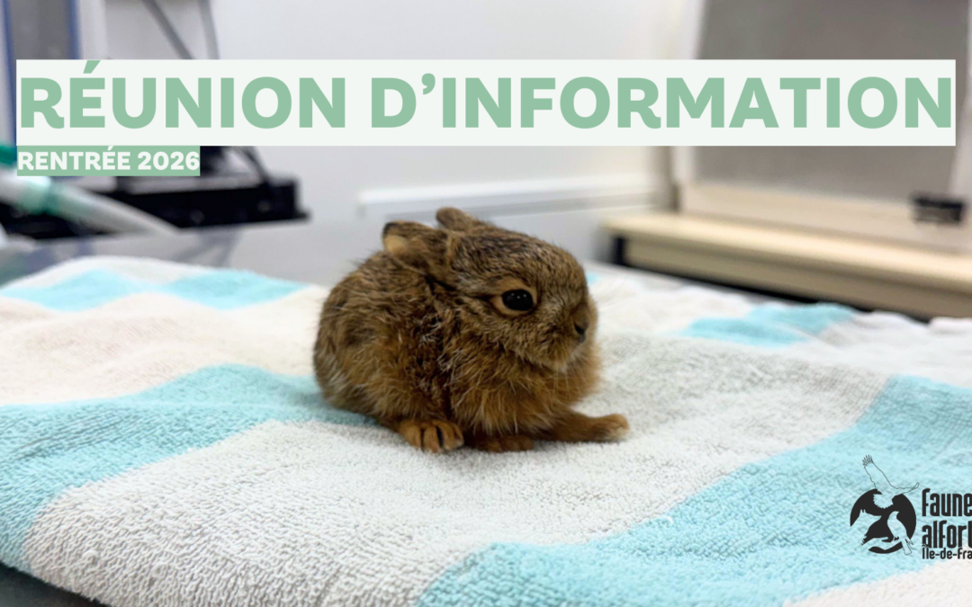 Devenir bénévole à Faune Alfort