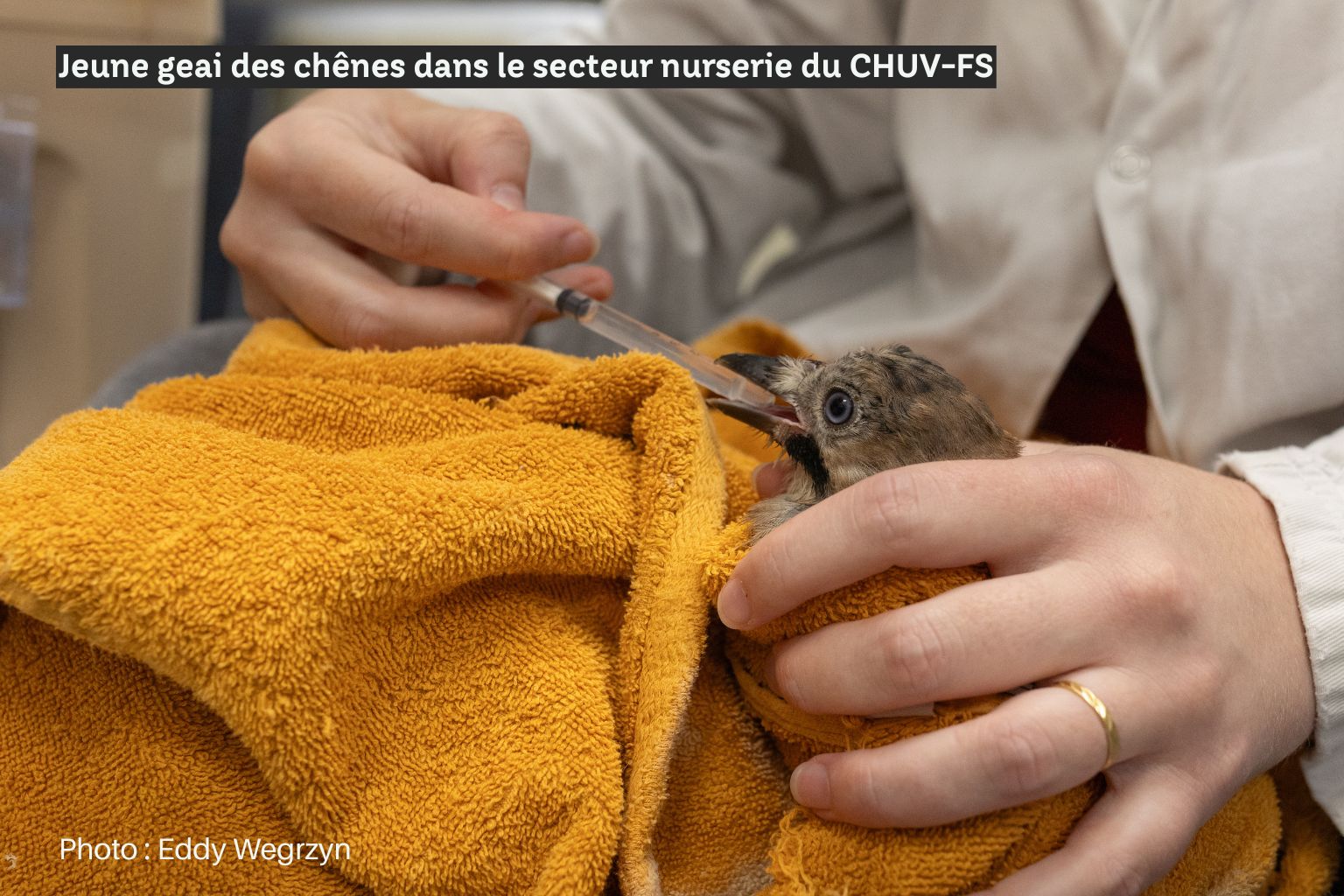 Geai des chênes nourrissage