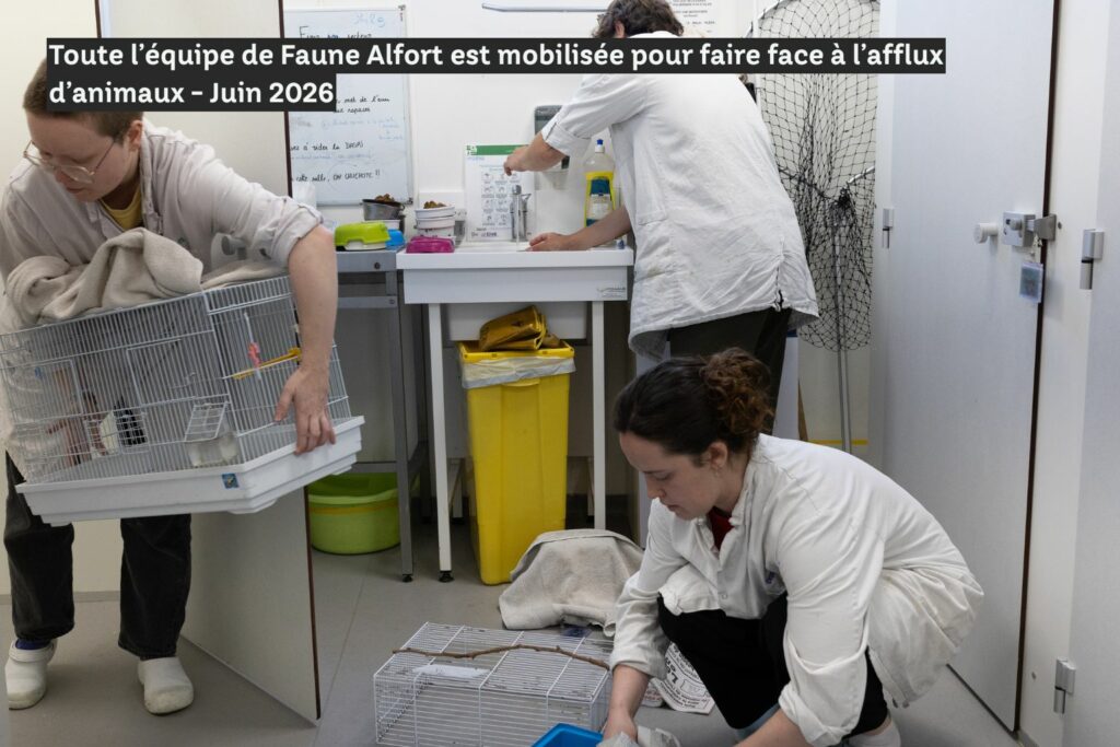 Équipe mobilisée Faune Alfort