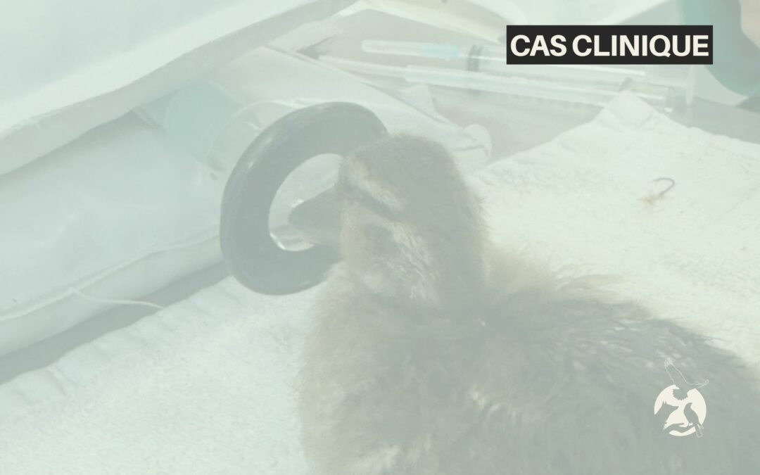 Cas clinique : un caneton ingère un hameçon de pêche