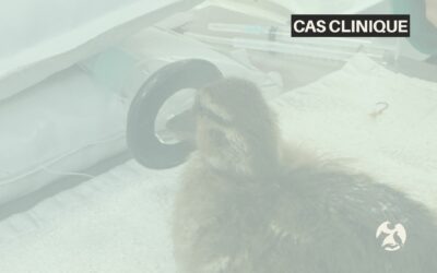 Cas clinique : un caneton ingère un hameçon de pêche