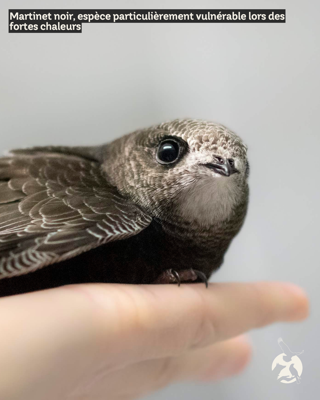 Part des jeunes animaux reçus 