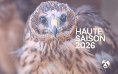 Haute saison 2026 : les chiffres