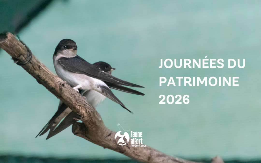 Retrouvez Faune Alfort aux Journées européennes du patrimoine 2026