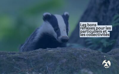 Animal sauvage en détresse : que pouvez-vous faire pour l’aider ?